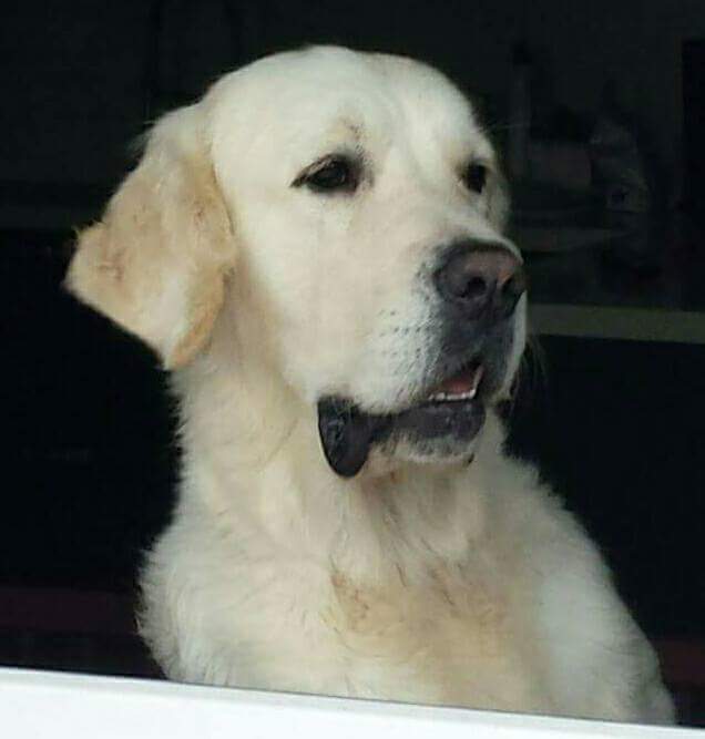Drake Golden retriever