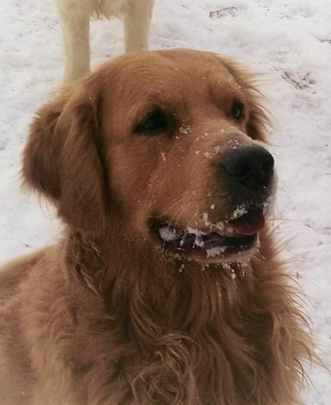 Byron Golden retriever