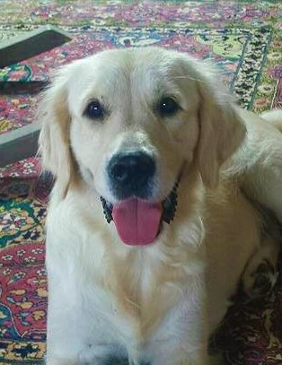 India Golden retriever