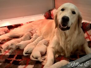 Cuccioli.. Novità in arrivo..